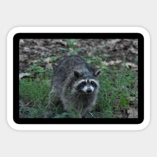 Raccoon Sticker